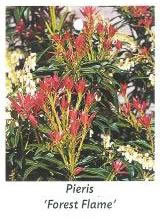 Pieris